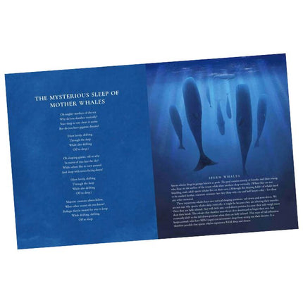The left page of "A Songbird Dreams of Singing" by Puffin, authored by Kate Hosford, presents the poetic text "The Mysterious Sleep of Mother Whales," while the right side shows an illustration of whales and informational text about sperm whales, ideal for a bedtime book on sleeping animals.