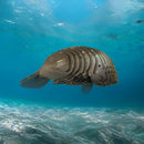 The EUGY Manatee, by EUGY, is a robotic sea creature resembling a marine animal. Its sleek black and metallic segmented body glides gracefully through blue ocean waters, promoting conservation with its eco-friendly design.