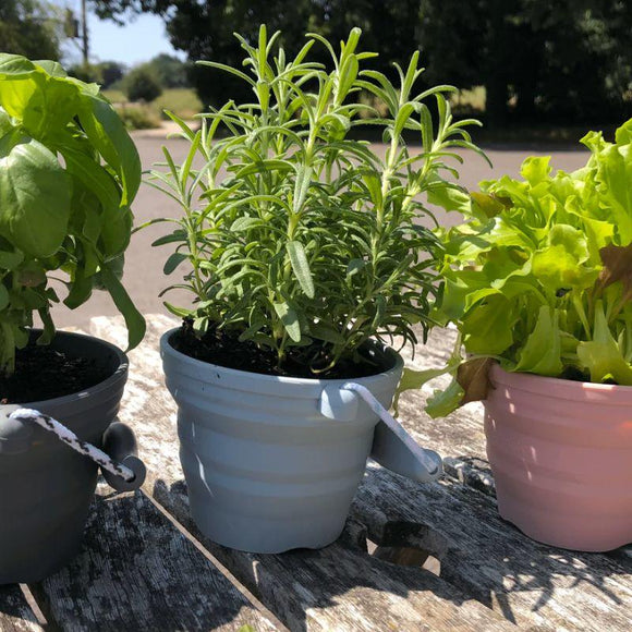 Three potted herbs bask in sunlight on a wooden table: basil in a gray pot, rosemary in a light blue pot, and lettuce flourishing for little gardeners with the Scrunch Mini Bucket & Spade nearby. A park with trees is visible in the background, creating a delightful scene.